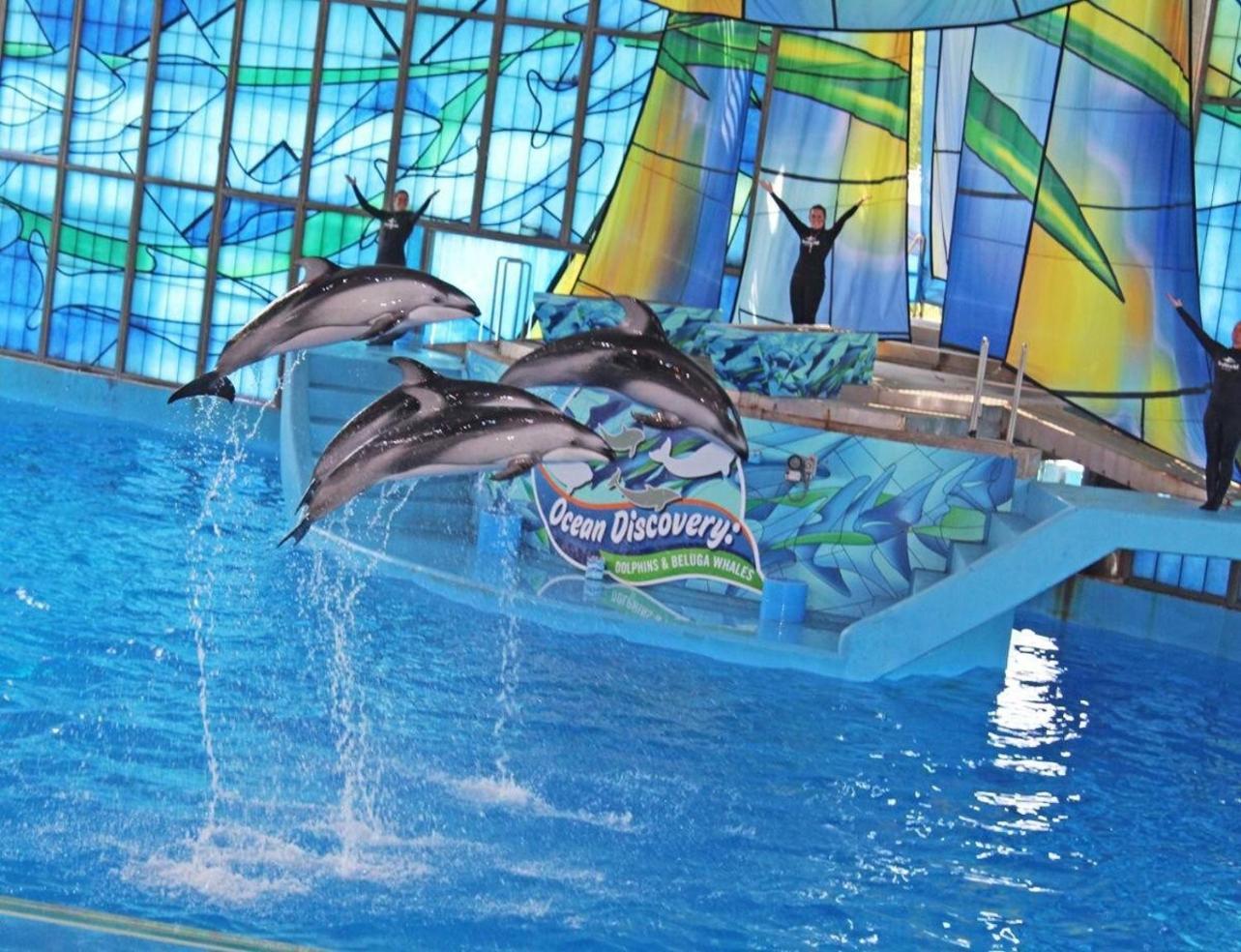 Gameroom, Bbq & Hot-Tub By Lackland & Seaworld 圣安东尼奥 外观 照片
